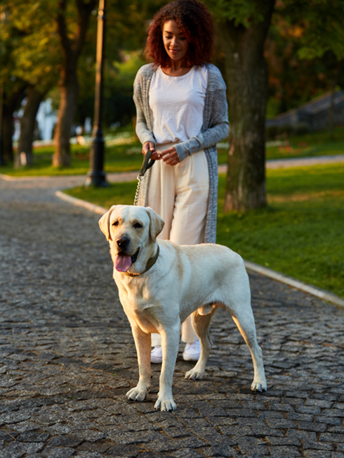 Dog Walking